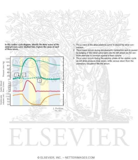 Watermarked preview of labeled image: Cardiac Cycle
