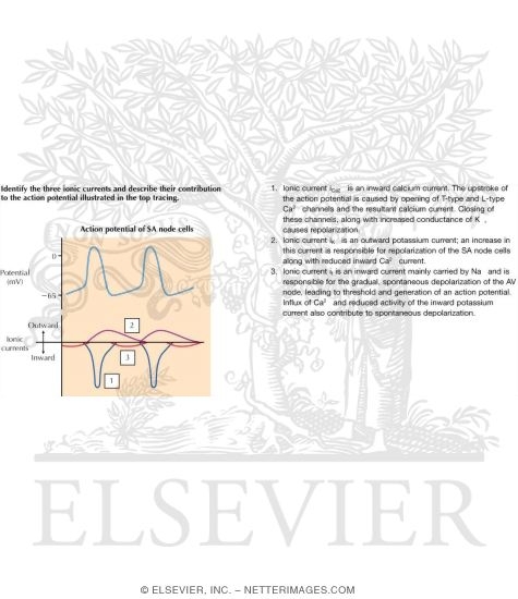 Watermarked preview of labeled image: Physiology of the Specialized Conduction System
Relation of Action Potential From the Various Cardiac Regions to the Body Surface ECG