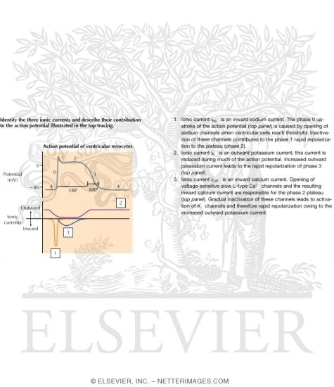 Watermarked preview of labeled image: Physiology of the Specialized Conduction System
Relation of Action Potential From the Various Cardiac Regions to the Body Surface ECG