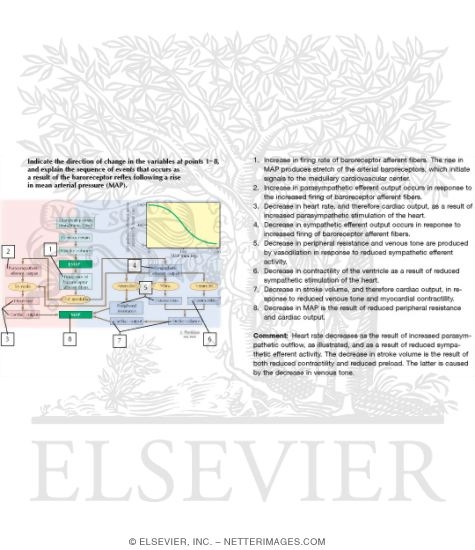 Watermarked preview of labeled image: Short-Term Response to Changes In Blood Pressure
Short-Term Regulation of Blood Pressure
Cholinergic Drugs