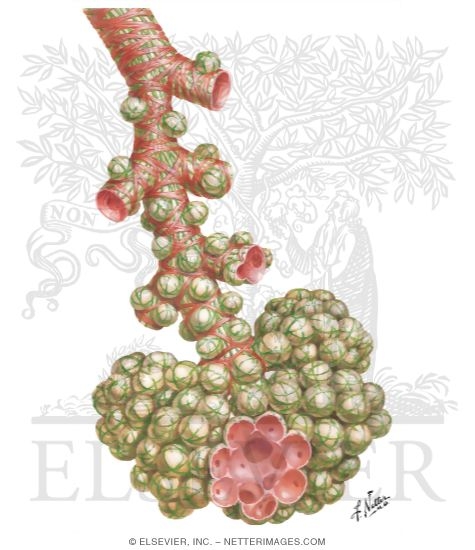 Watermarked preview of unlabeled image: Intrapulmonary Airways