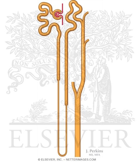 Watermarked preview of unlabeled image: General Solute Handling Through the Nephron I
