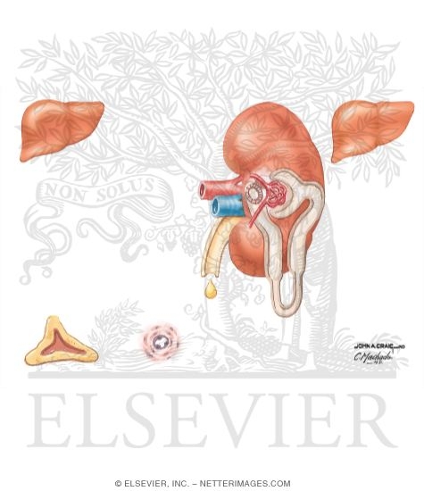 Watermarked preview of unlabeled image: Renin - Angiotensin - Aldosterone System (RAAS) III