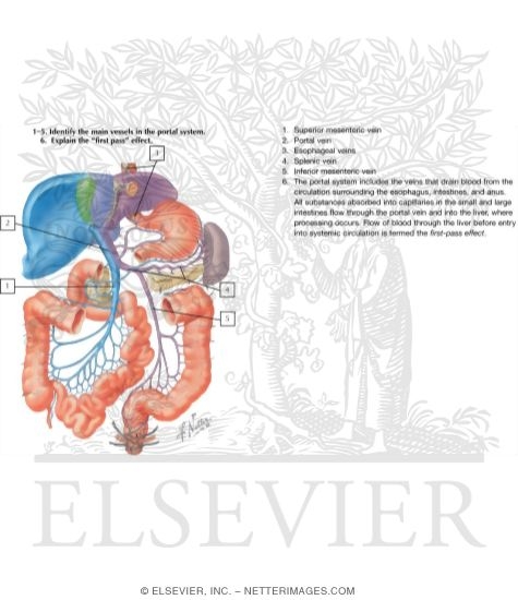 Hepatic Portal Vein Tributaries: Portocaval Anastomoses