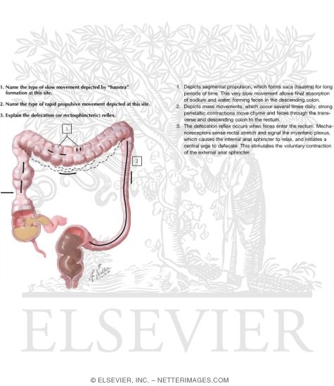 Watermarked preview of labeled image: Motility of Large Intestine
Colonic Motility