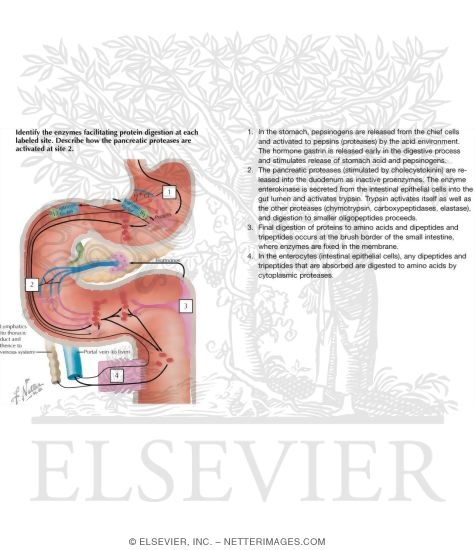 Watermarked preview of labeled image: Secretory, Digestive and Absorptive Functions
Digestion of Protein 
Secretory, Digestive and Absorptive Functions of Small and Large Intestine - Secretion