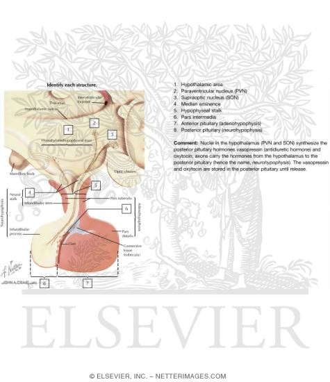 Divisions of the Pituitary Gland and Relationship to Hypothalamus