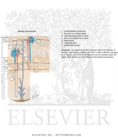 Watermarked preview of labeled image: Anatomy of the Nephron
Nephron and Collecting Tubule: Schema
The Nephron