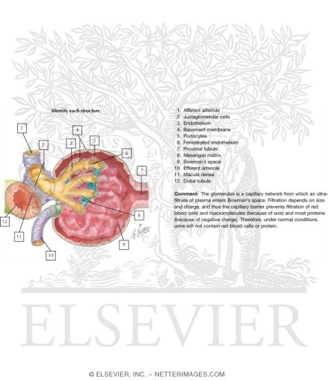Histology of Renal Corpuscle