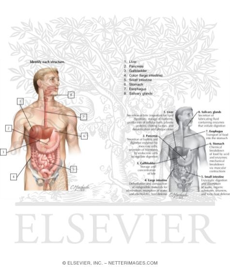 Gastrointestinal System: Organization