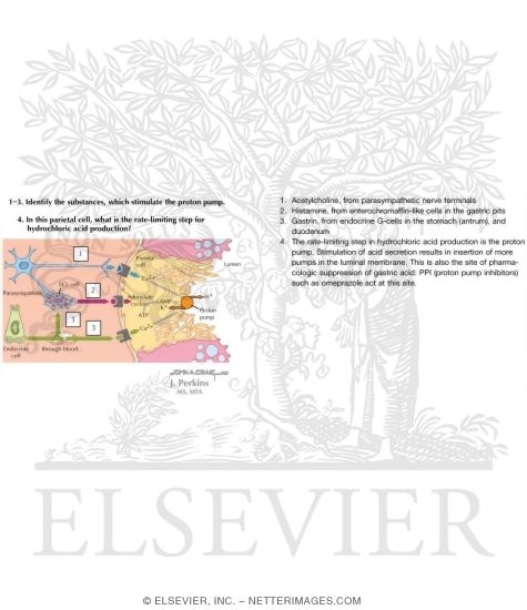 Watermarked preview of labeled image: Signal Transduction Mechanisms Regulating HCl Secretion