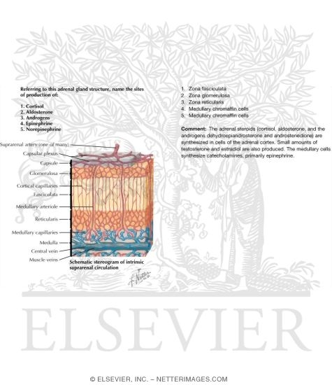 Watermarked preview of unlabeled image: Adrenal Hormones I: Adrenal Gland Structure
