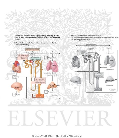 Watermarked preview of labeled image: Response to Volume Expansion