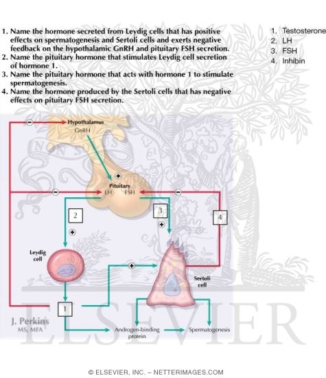 Control of Testicular Function