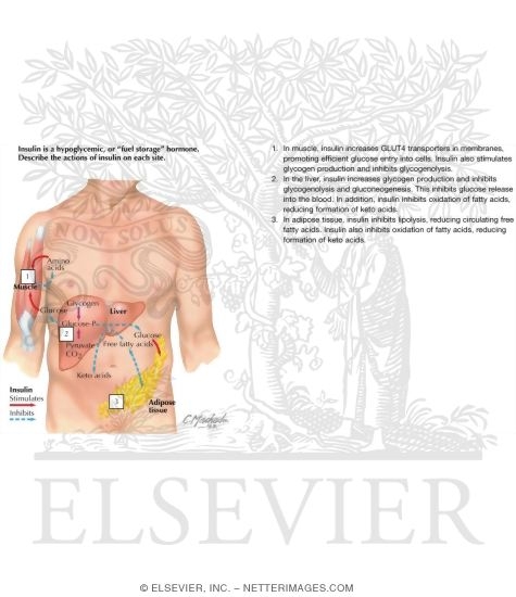 Watermarked preview of labeled image: Insulin's Action and FuelsActions of InsulinActions of Glucagon