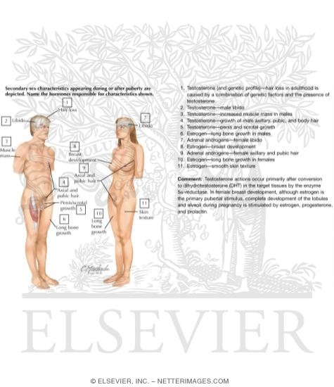 Watermarked preview of labeled image: Glucagon's Actions
Feedback Regulation