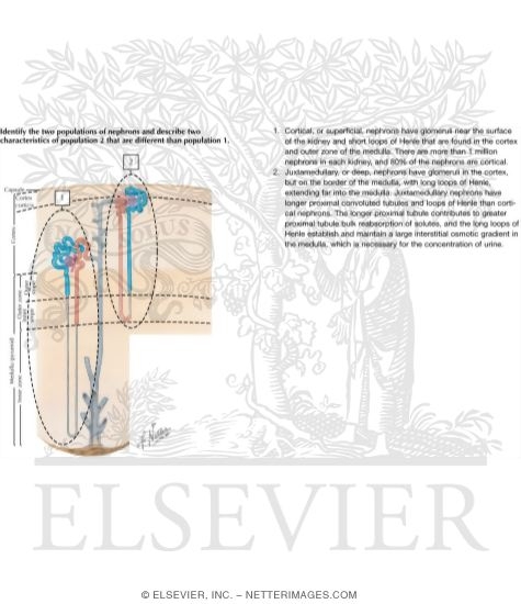 Watermarked preview of labeled image: Anatomy of the Nephron
Nephron and Collecting Tubule: Schema
The Nephron