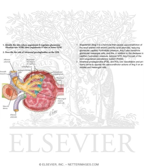 Watermarked preview of labeled image: Histology of Renal Corpuscle