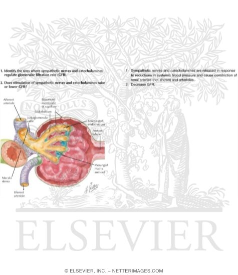 Watermarked preview of labeled image: Histology of Renal Corpuscle