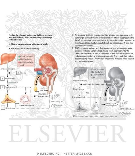 Watermarked preview of unlabeled image: Renin - Angiotensin - Aldosterone System (RAAS) III