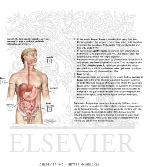 Gastrointestinal System: Organization