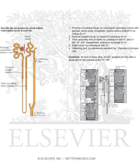 Watermarked preview of unlabeled image: General Solute Handling Through the Nephron I
