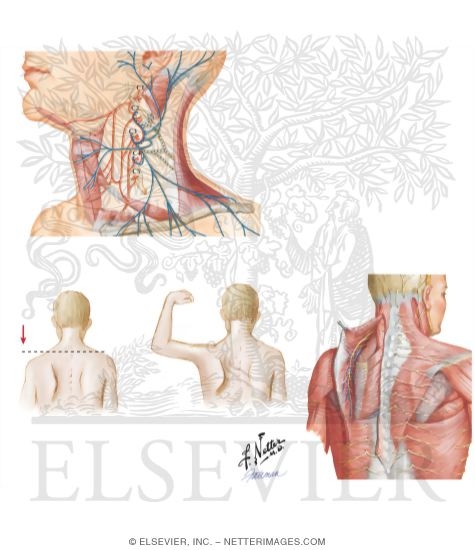 Watermarked preview of unlabeled image: Nerve Lesions