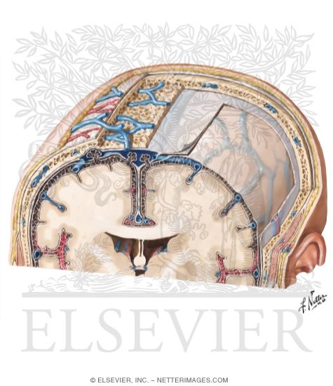 Schematic of Meninges