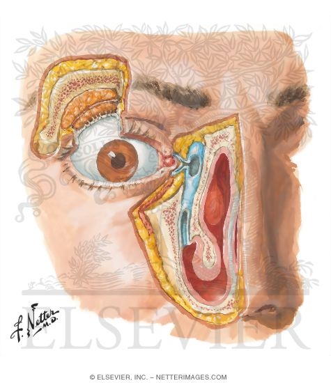 Watermarked preview of unlabeled image: Lacrimal Apparatus