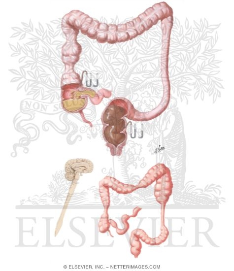 Watermarked preview of unlabeled image: Motility and Dysmotility of the Large Intestine