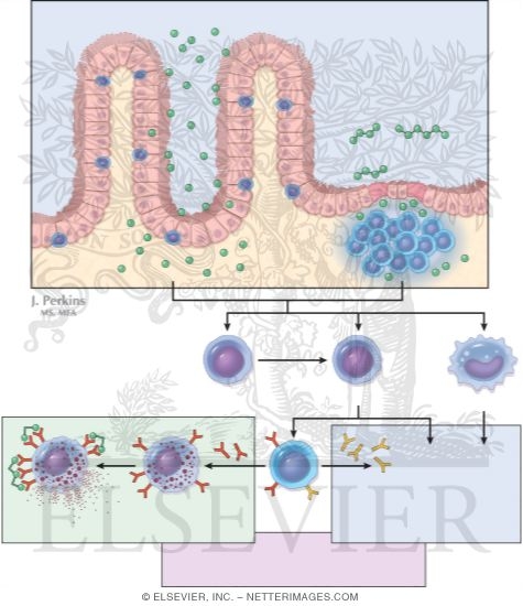 Watermarked preview of unlabeled image: Intestinal Disturbances Resulting From Food Allergy