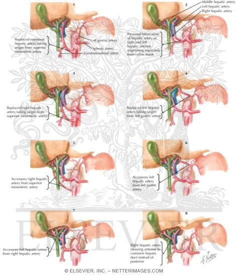 Watermarked preview of labeled image: Blood Supply of Stomach and Duodenum