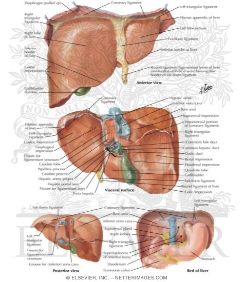 Watermarked preview of labeled image: Surfaces and Bed of Liver