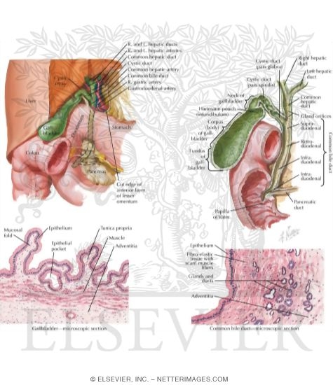 Anatomy of the Extrahepatic Bile Collecting System
