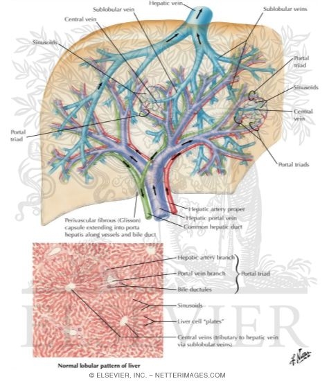 Watermarked preview of labeled image: Interdigation of Portal Triads With Branches of Hepatic Vein