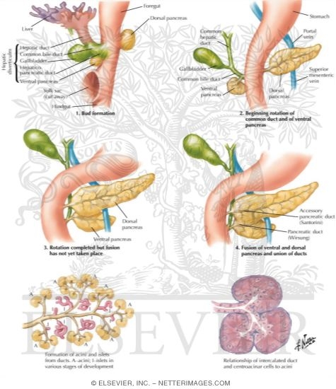 Watermarked preview of labeled image: Development of Pancreas