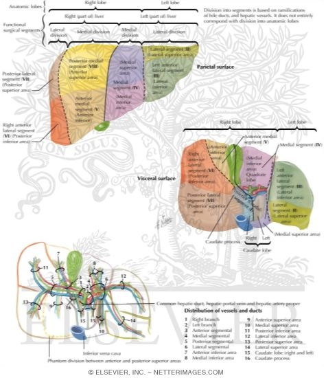 Liver Segments and Lobes: Vessel and Duct Distribution
