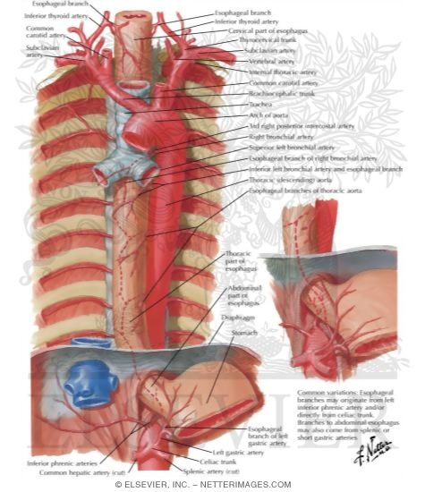 Watermarked preview of labeled image: Arteries of Esophagus
Blood Supply of the Esophagus