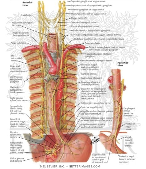 Innervation of Esophagus