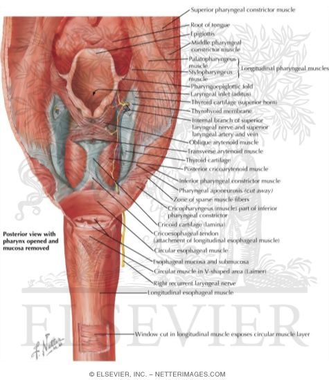 Watermarked preview of labeled image: Musculature of the Esophagus
