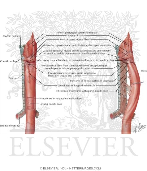Watermarked preview of labeled image: Musculature of the Esophagus