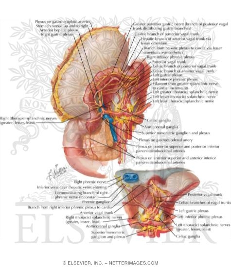 Watermarked preview of labeled image: Innervation of the Stomach and the DuodenumThe Stomach and Duodenum