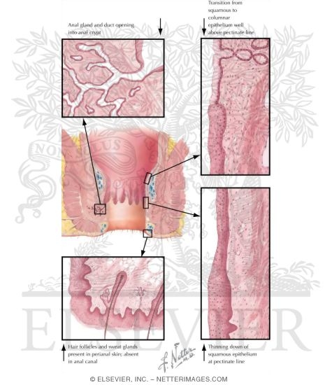 Rectum and Anal Canal