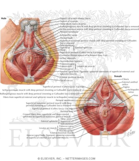 Watermarked preview of labeled image: Anorectal  MusculatureExternal Sphincter and Levator Ani