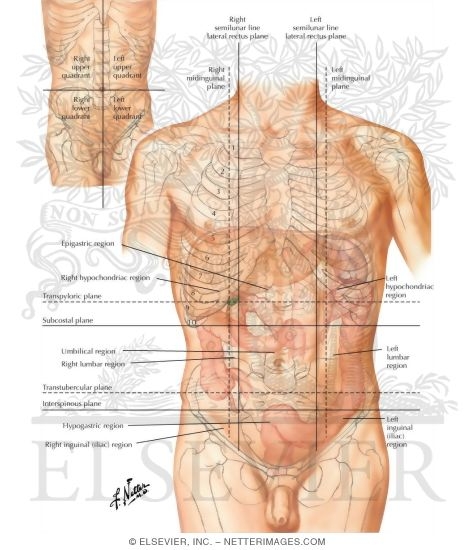 Regions and Planes of Abdomen
Regions of the Abdomen