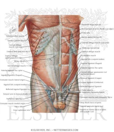 Anterior Abdominal Wall: Intermediate Dissection
Anterolateral Abdominal Wall
