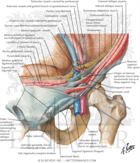 Watermarked preview of labeled image: The Adult Inguinal Region