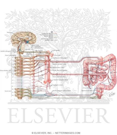 Watermarked preview of labeled image: Autonomic Innervation
Innervation of Small and Large Intestines: Schema
Nerve Supply of Small and Large Intestines