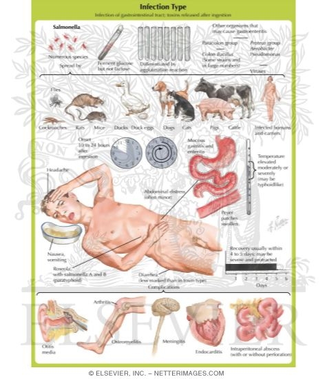 Watermarked preview of labeled image: Infection Type of Food Poisoning 