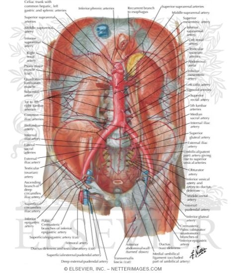 Arteries of Posterior Abdominal Wall Blood Supply of the Abdomen